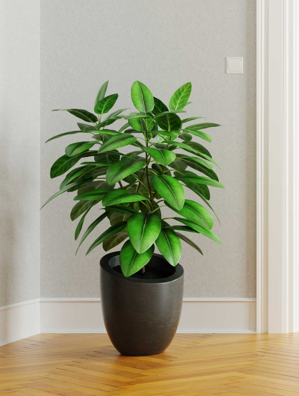 Another lucky plant - Rubber Plant in a brown pot in the corner of a room.