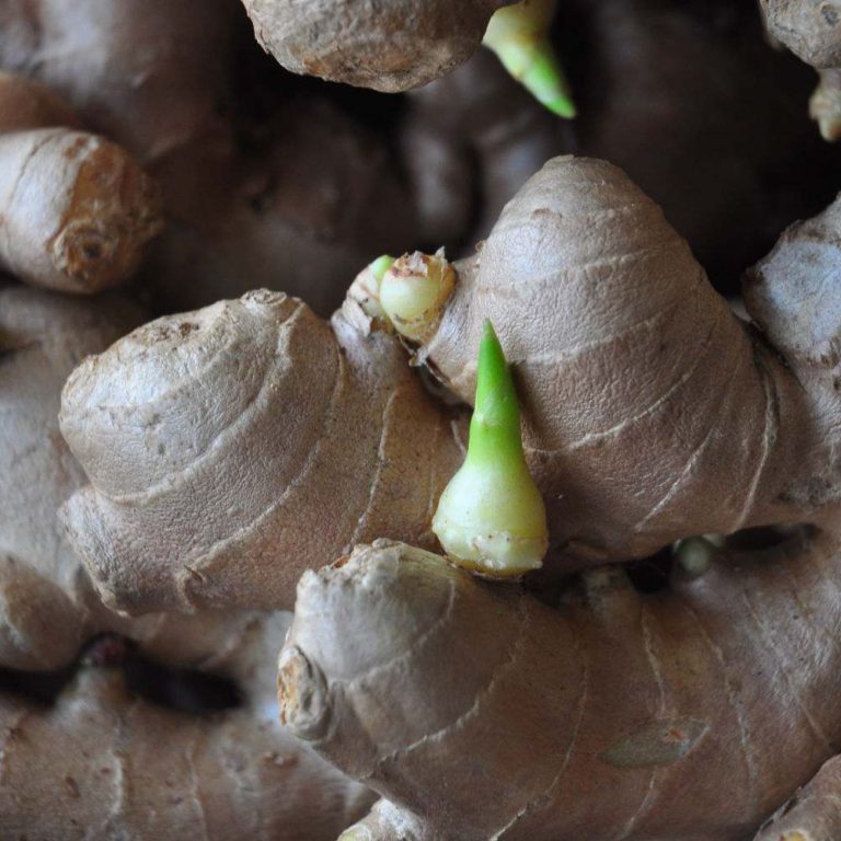 Growing Ginger From Root – How to Grow Ginger Root