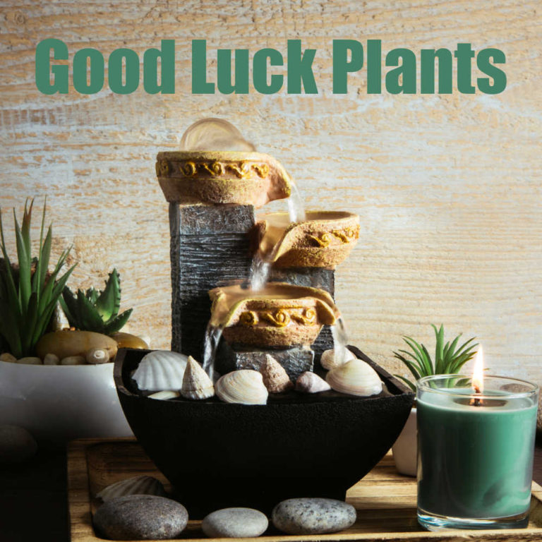 Lucky Plants to Attract Prosperity, Positive Energy and Good Luck Indoors