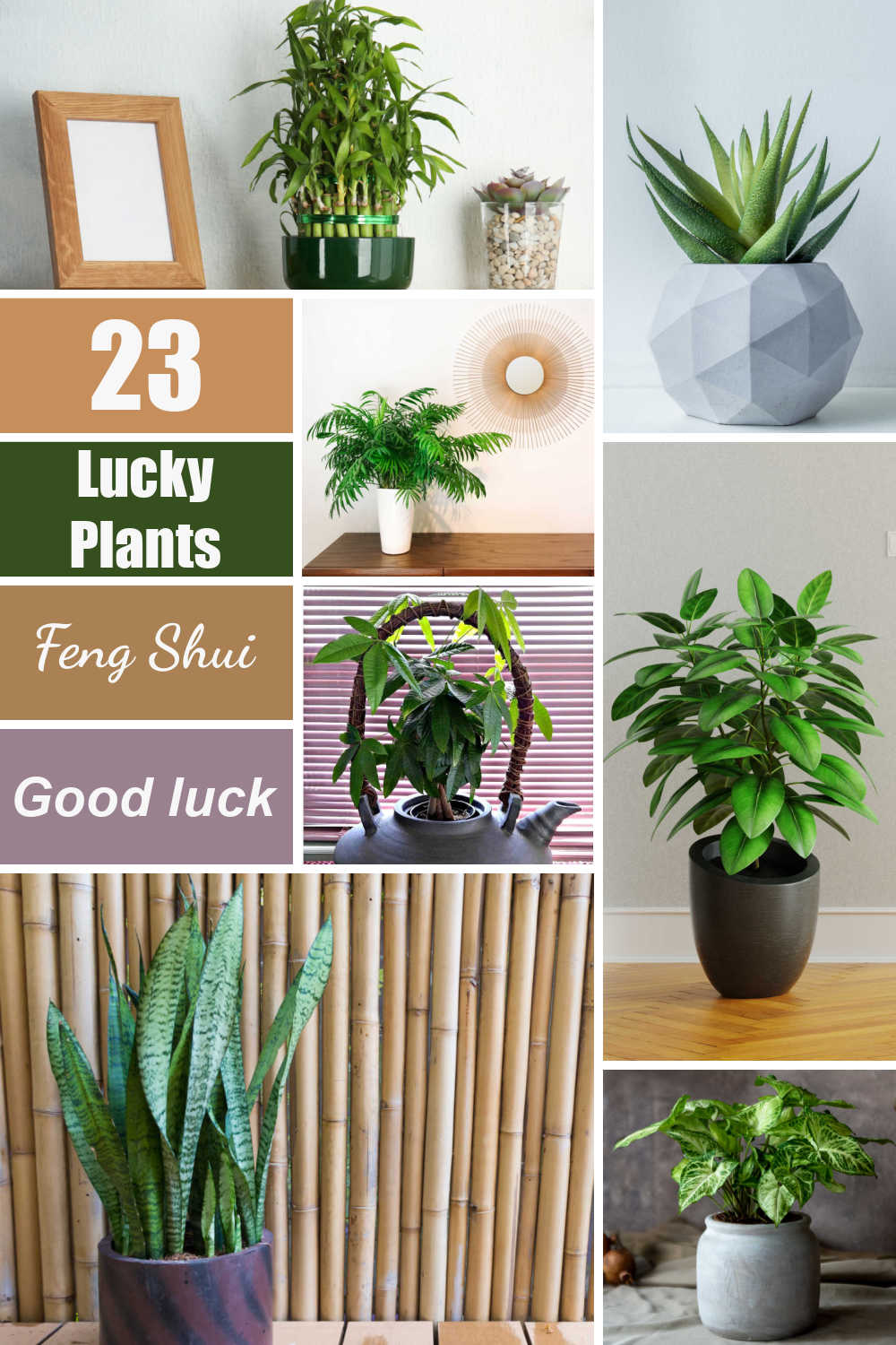 Collection of plants in a collage with words 23 Lucky plants, feng shui, good luck.