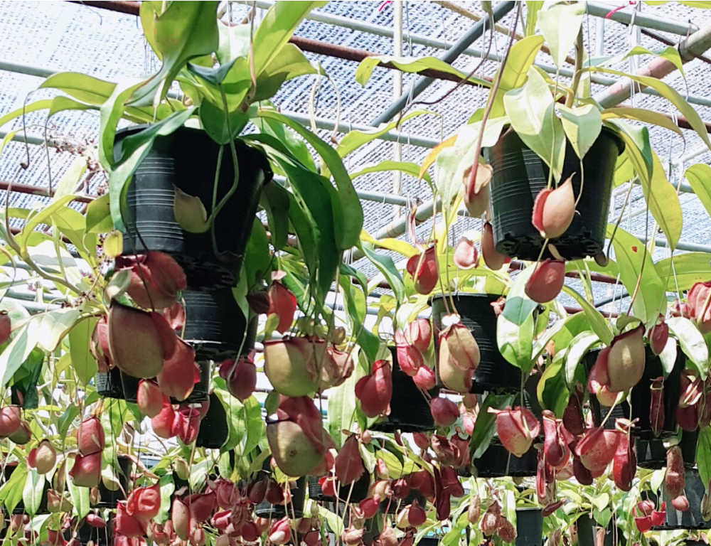 Lucky plants - Hanging baskets with pitcher plants in them.