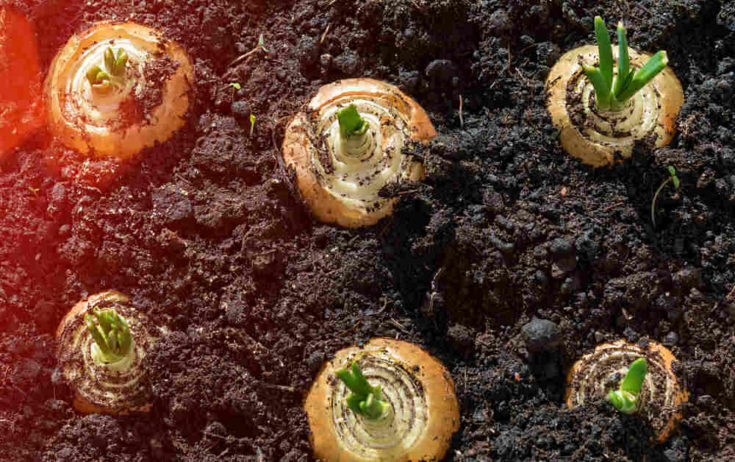 Onions Growing Roots Growing Onions at Home - Planting Onion Sets - Harvesting Onions