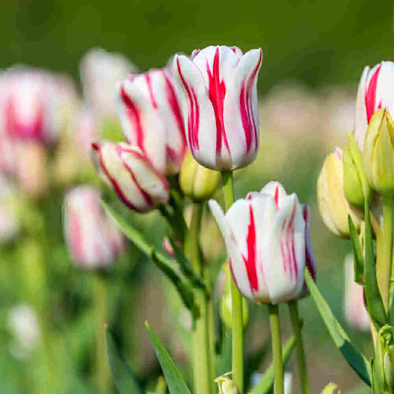 Pink and white striped tulip.