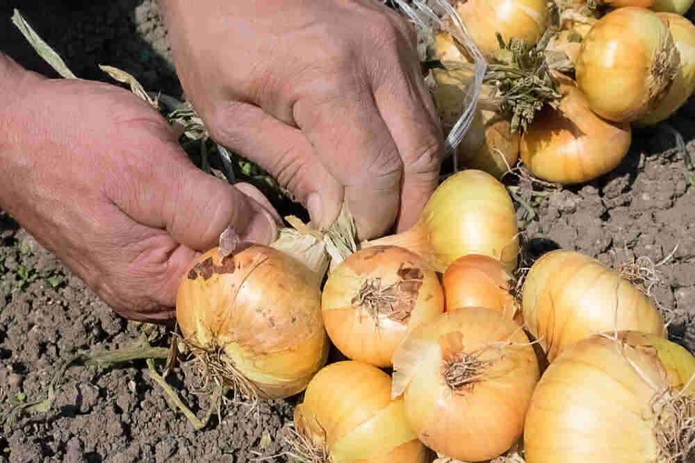 Hands preparing onions for storage.