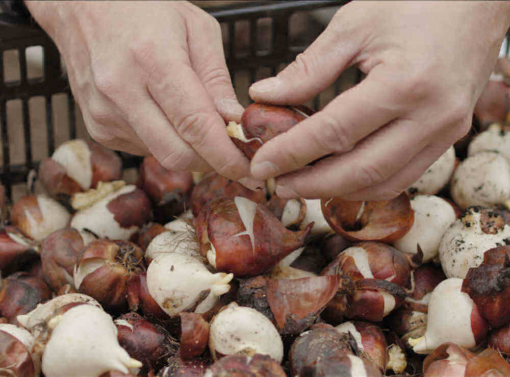 Hands inspecting tulip bulbs for problems.
