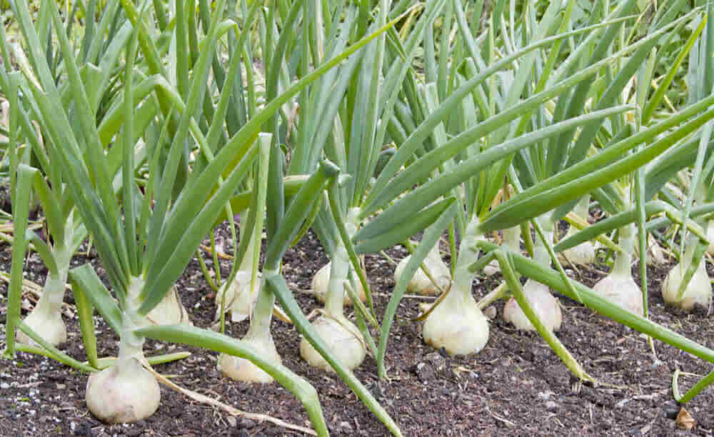 Onions growing in a field.