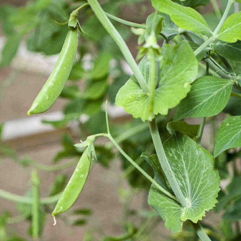 Sugar snap pea pods with vines.