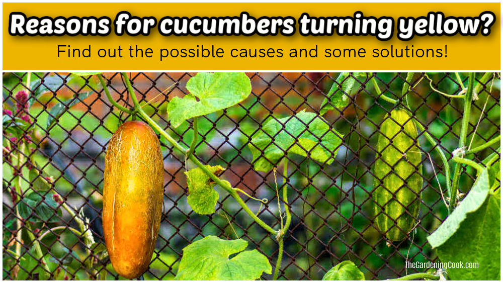 Yellow cucumber on a trellis with text reading Reasons for cucumbers turning yellow.