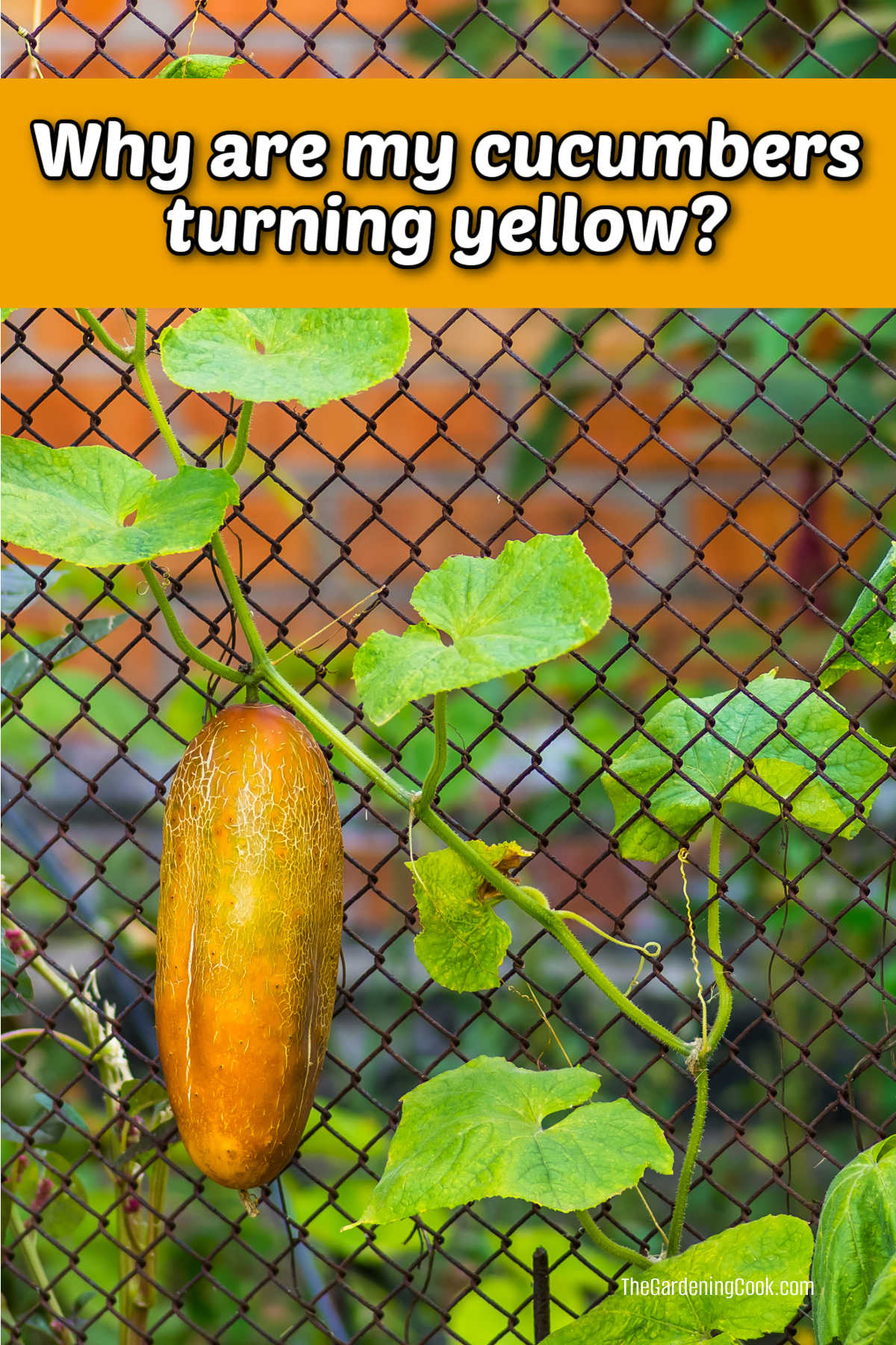 Yellow cucumber on a trellis with words Why are my cucumbers turning yellow?