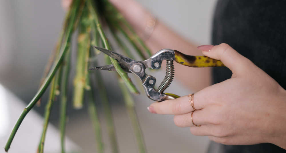 Woman cutting flower stems on an angle with shears.