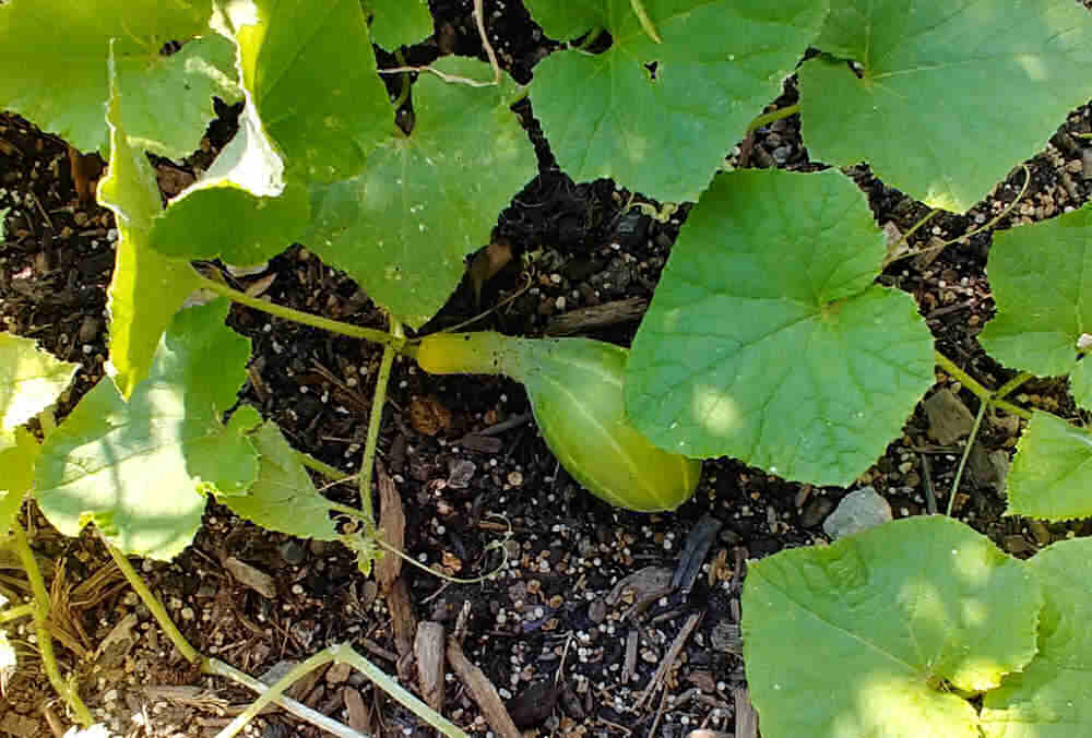 Deformed yellowing cucumber under cucumber leaves.