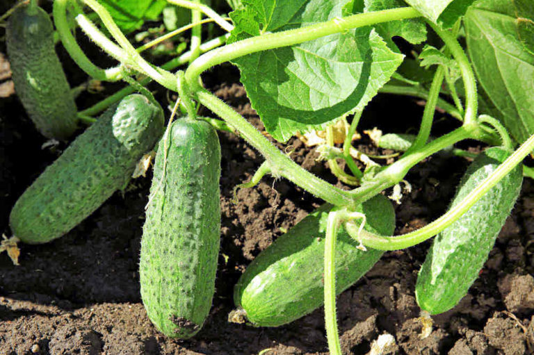 Cucumbers Turning Yellow Garden Problems Are they Safe to Eat?