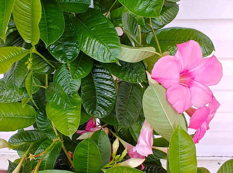 Mandevilla Vine How to Grow Colorful Mandevilla in your Garden