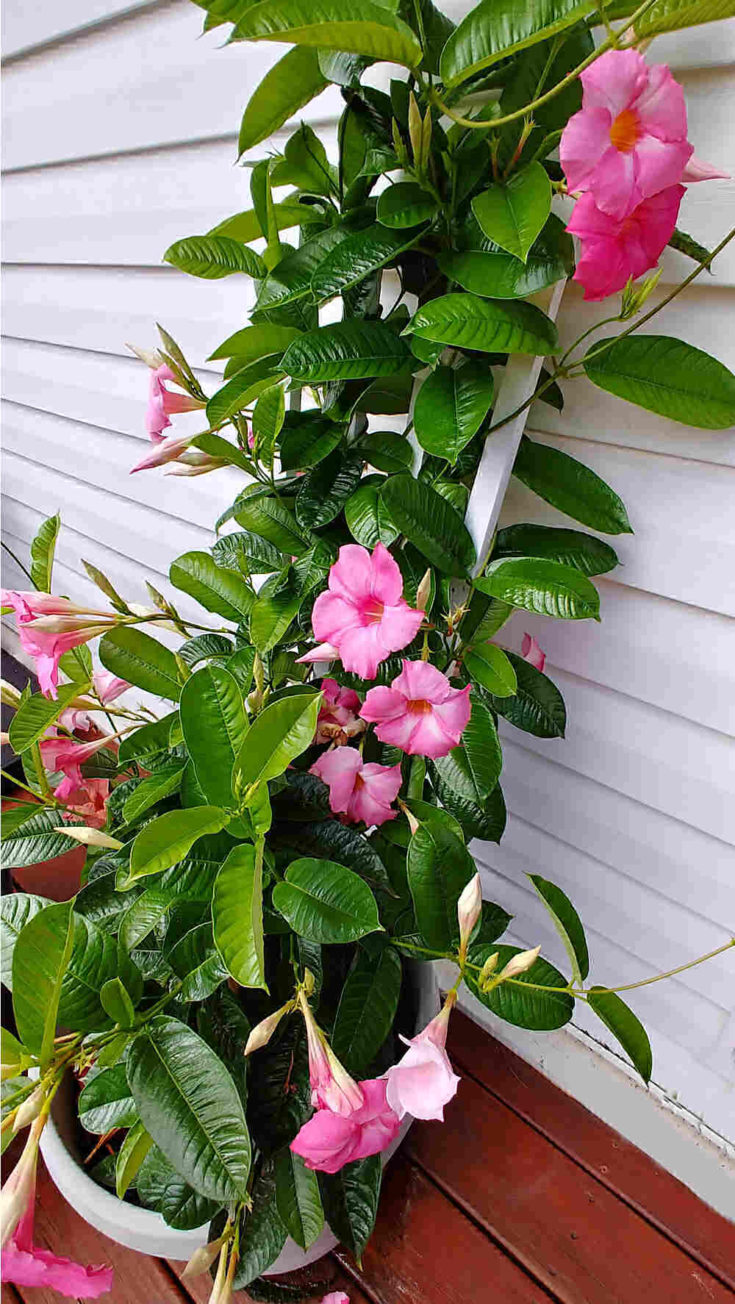 Mandevilla Vine How to Grow Colorful Mandevilla in your Garden