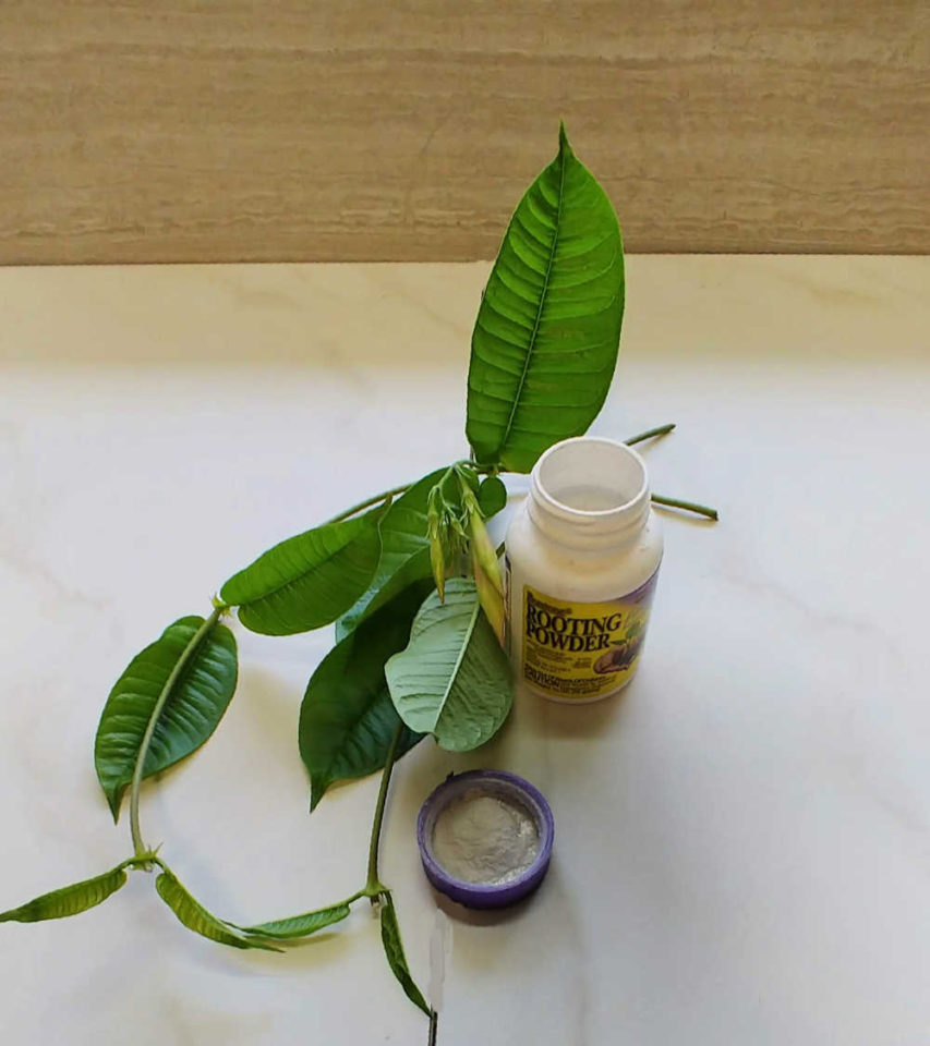 Mandevilla Vine How to Grow Colorful Mandevilla in your Garden