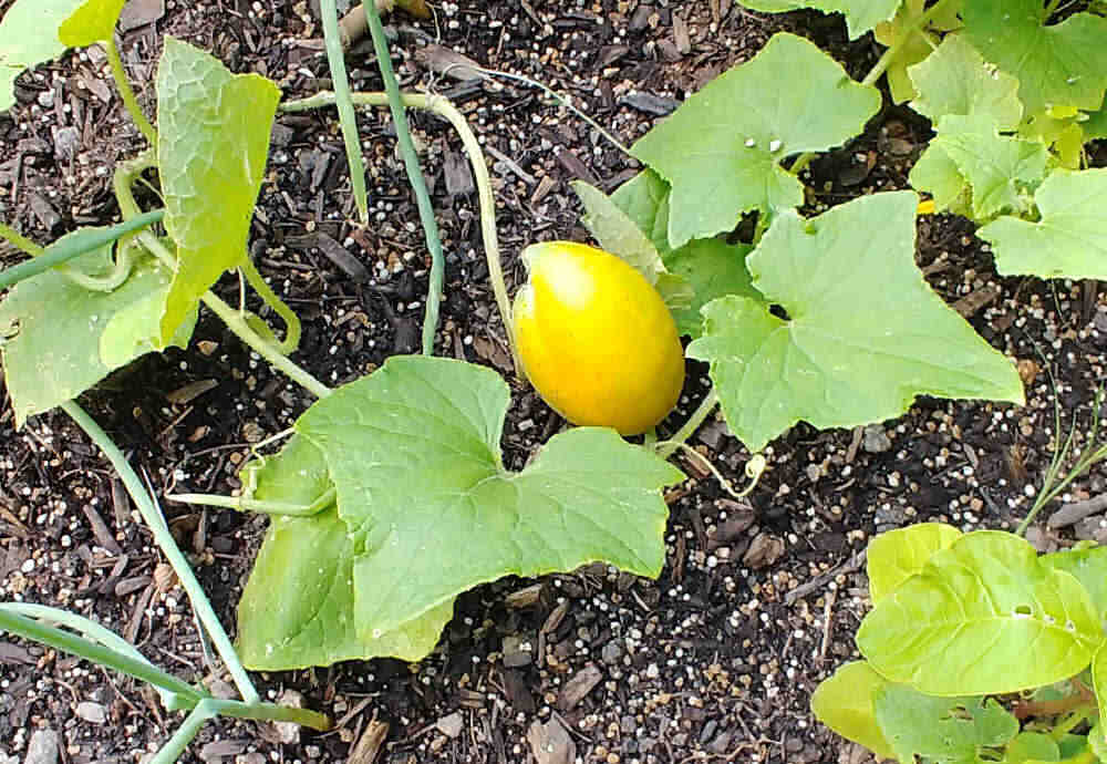 Small yellow cucumber on the vine. 