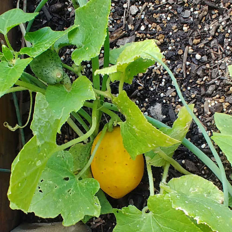 Yellow and green cucumbers on the vine.