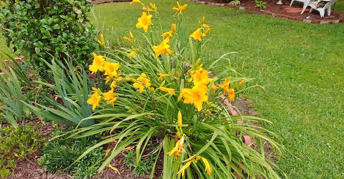 Clump of yellow daylilies with spent blooms.