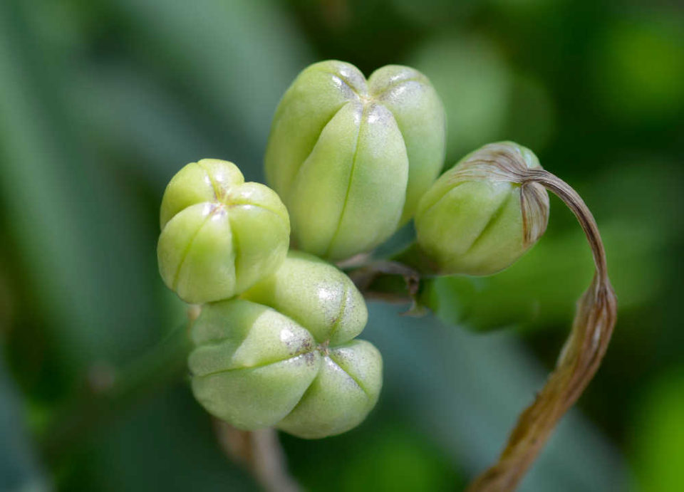 Deadheading Daylilies How to Prune Daylilies After They Bloom