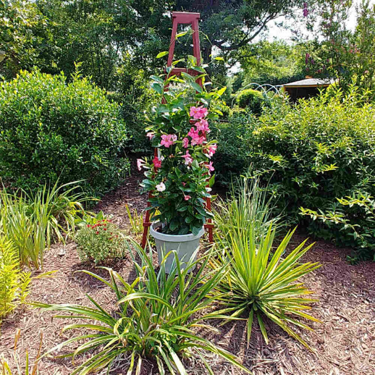 Wooden Garden Obelisk – Building a Garden Tuteur Climbing Trellis