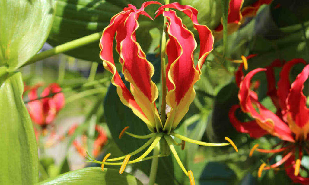 Gloriosa Lily How to Grow Climbing Flame Lily Gloriosa Rothschildiana