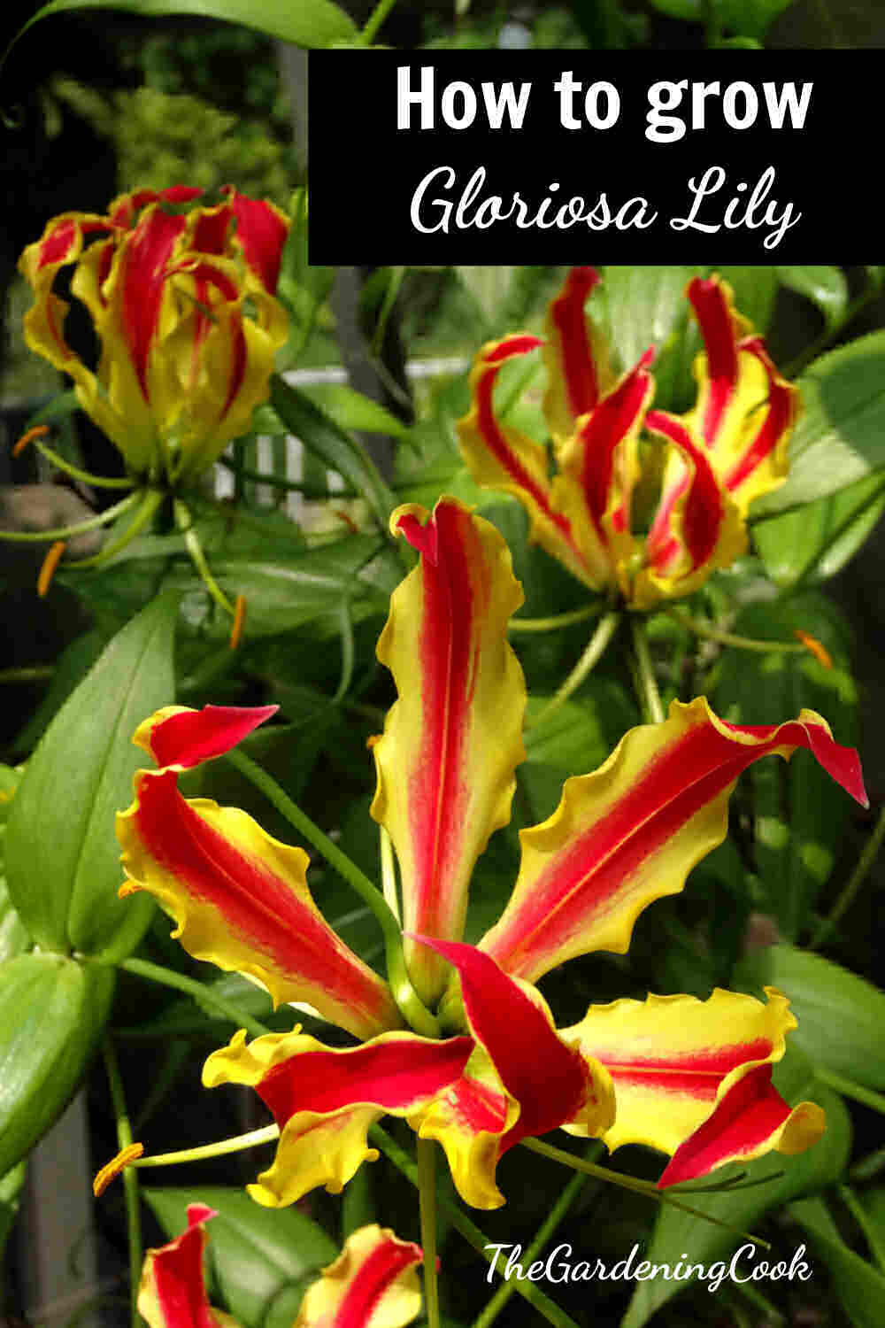 Three claw shaped red and yellow flowers with words How to grow gloriosa lily.