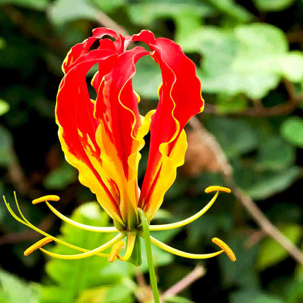 Gloriosa lily with red and yellow petals.