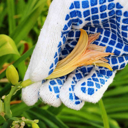 Deadheading Daylilies How to Prune Daylilies After They Bloom