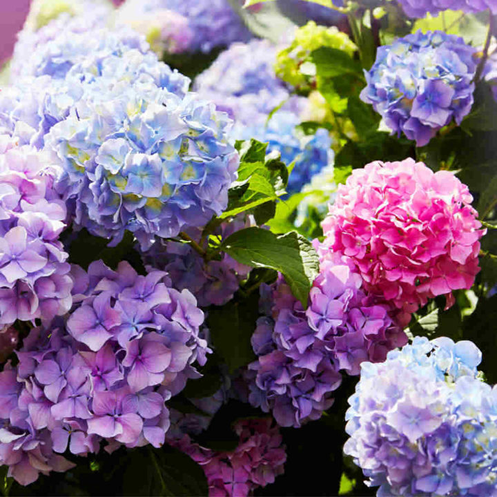 HYdrangea colors of blooms.