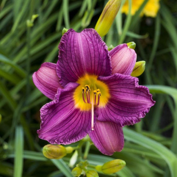 Purple de Oro Reblooming Daylily Day Lily Bare Root Bulb