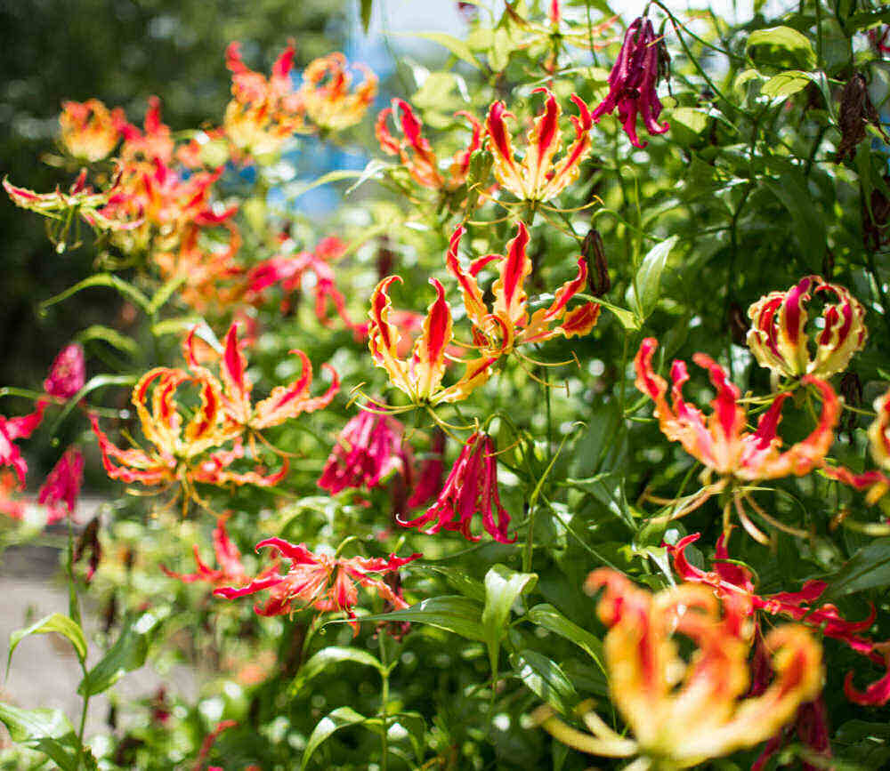Mature flame lily in flower.