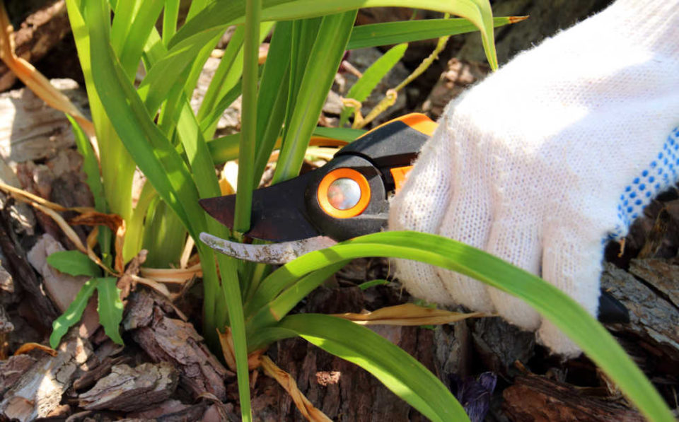 Deadheading Daylilies - How to Prune Daylilies After They Bloom