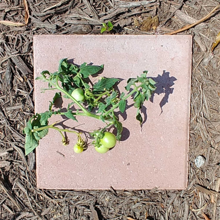 Tomatoes Not Turning Red? 13 Tips How to Vine Ripen Tomatoes