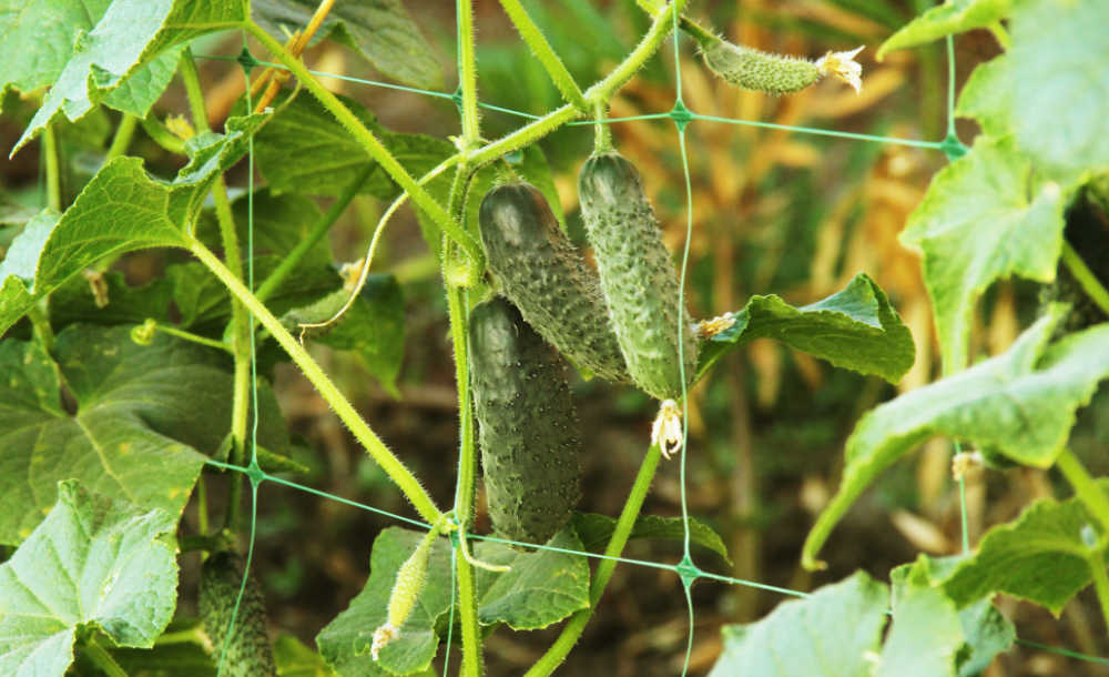 8 Cucumber Trellis Ideas - Supporting Cucumber Plants - How to Tie Up Cucumbers
