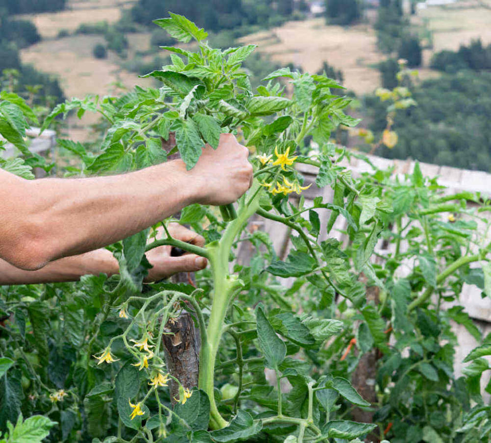 How to Ripen Tomatoes - 12 Ways to Make Tomatoes Turn Red