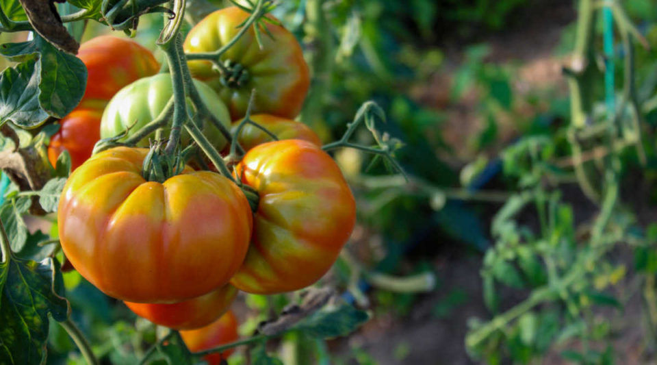 Tomatoes Not Turning Red? 13 Tips How to Vine Ripen Tomatoes