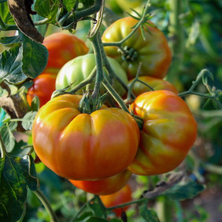 Tomatoes ripening on the vine.