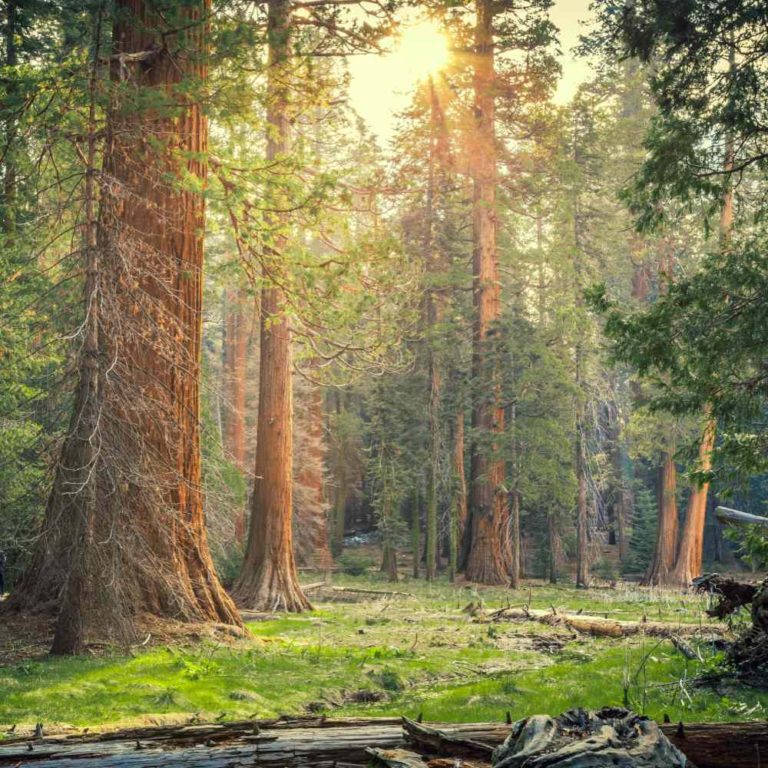Sunrise in the forest.