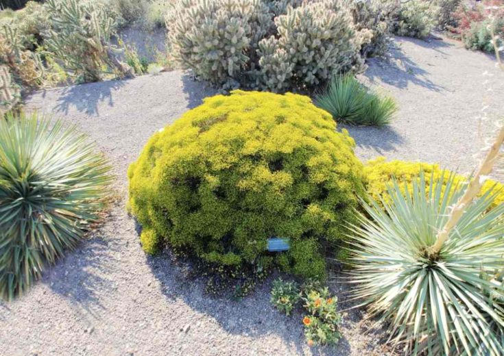 Orton Botanical Garden Native Drought Tolerant Plants Desert Garden