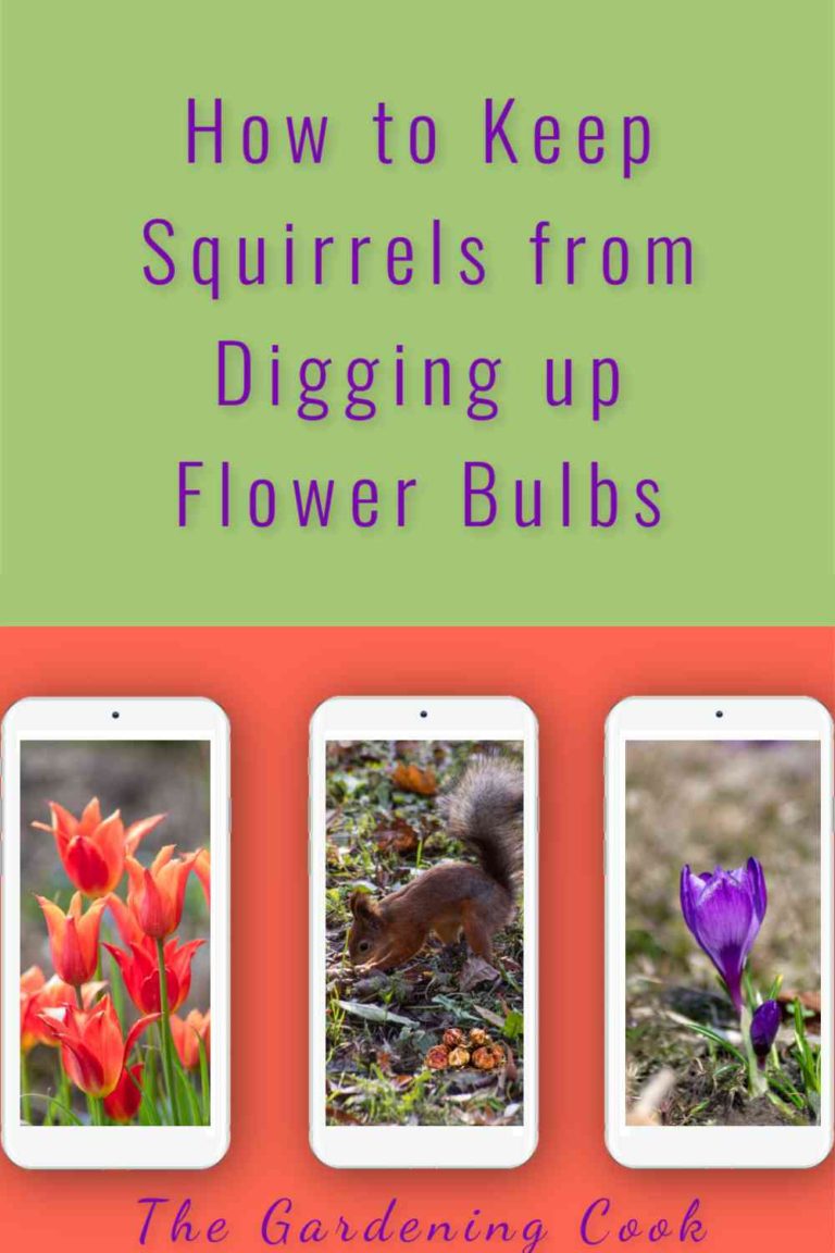 How To Stop Squirrels Digging Up Bulbs