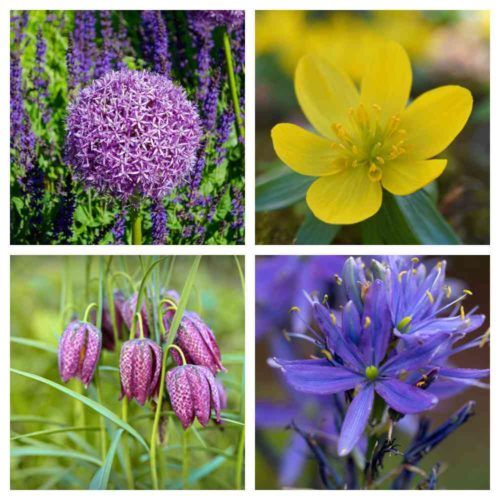 How to Keep Squirrels from Digging up Bulbs + 18 Squirrel Resistant Bulbs