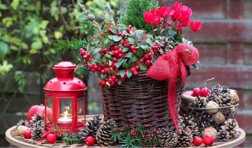 Basket with holly, cyclamen and red lantern.
