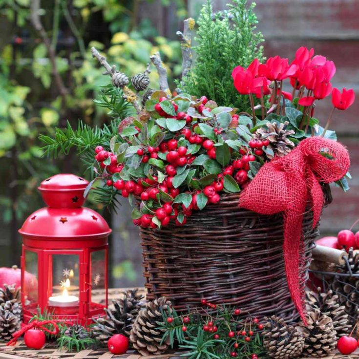 Scene with Christmas plants and a red lantern.