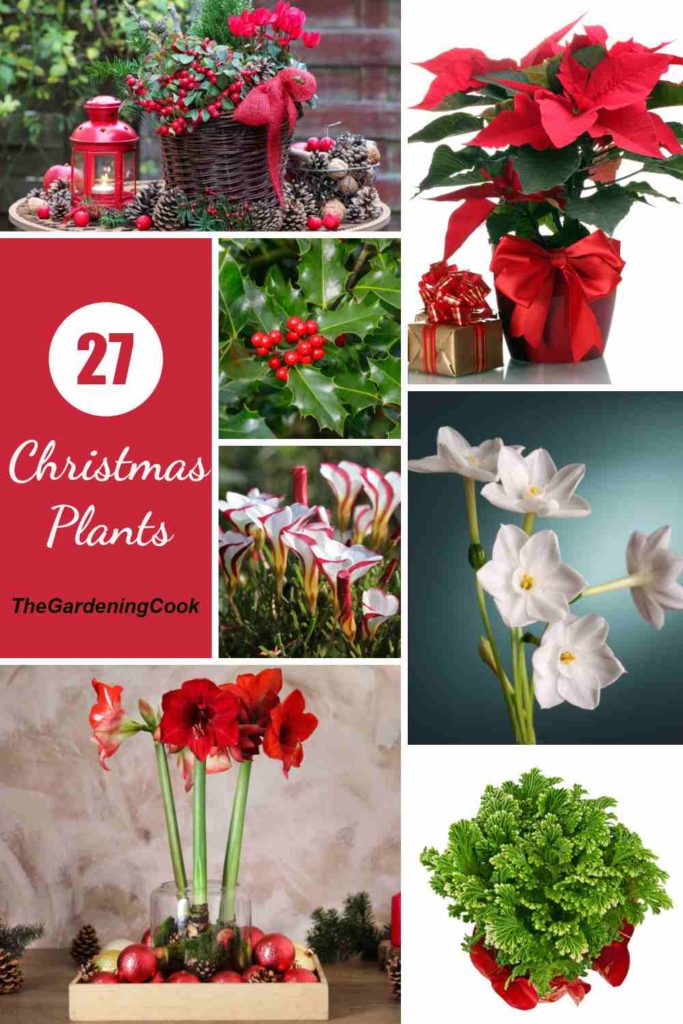 Christmas Plants List of 27 Flowers and Holiday Plants for Xmas