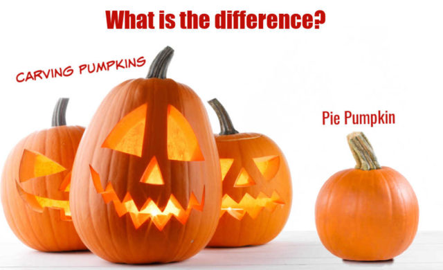 Pie Pumpkin Vs Carving Pumpkin