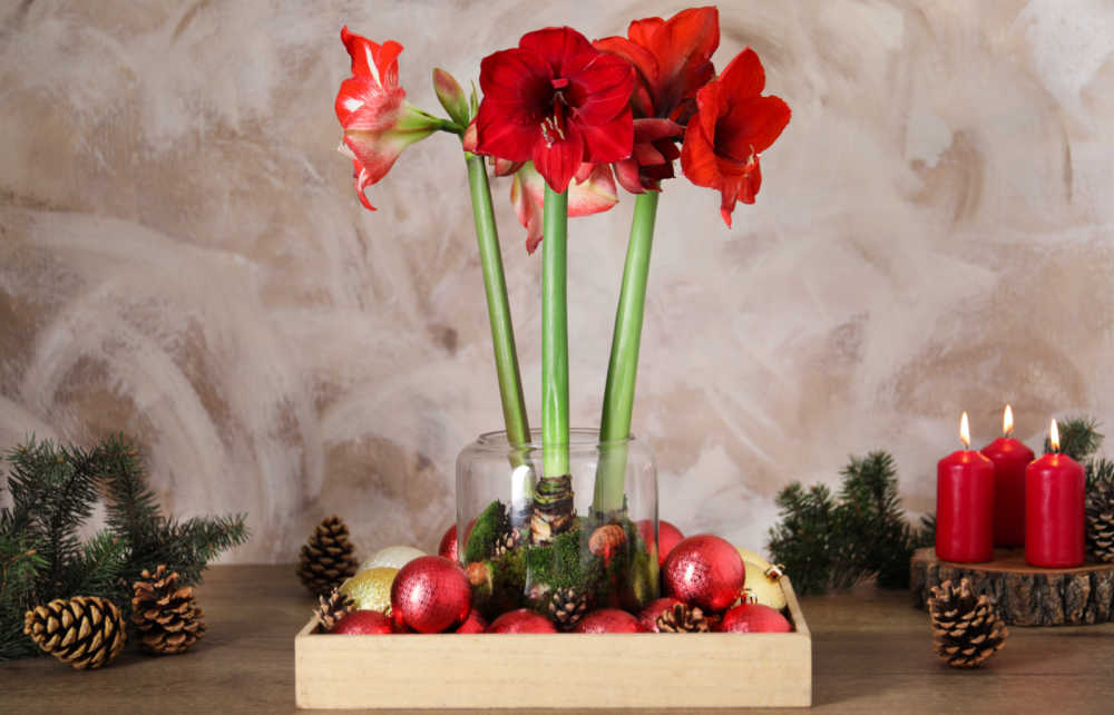 Amaryllis bulbs in a tray with Christmas balls, pinecones and candles.
