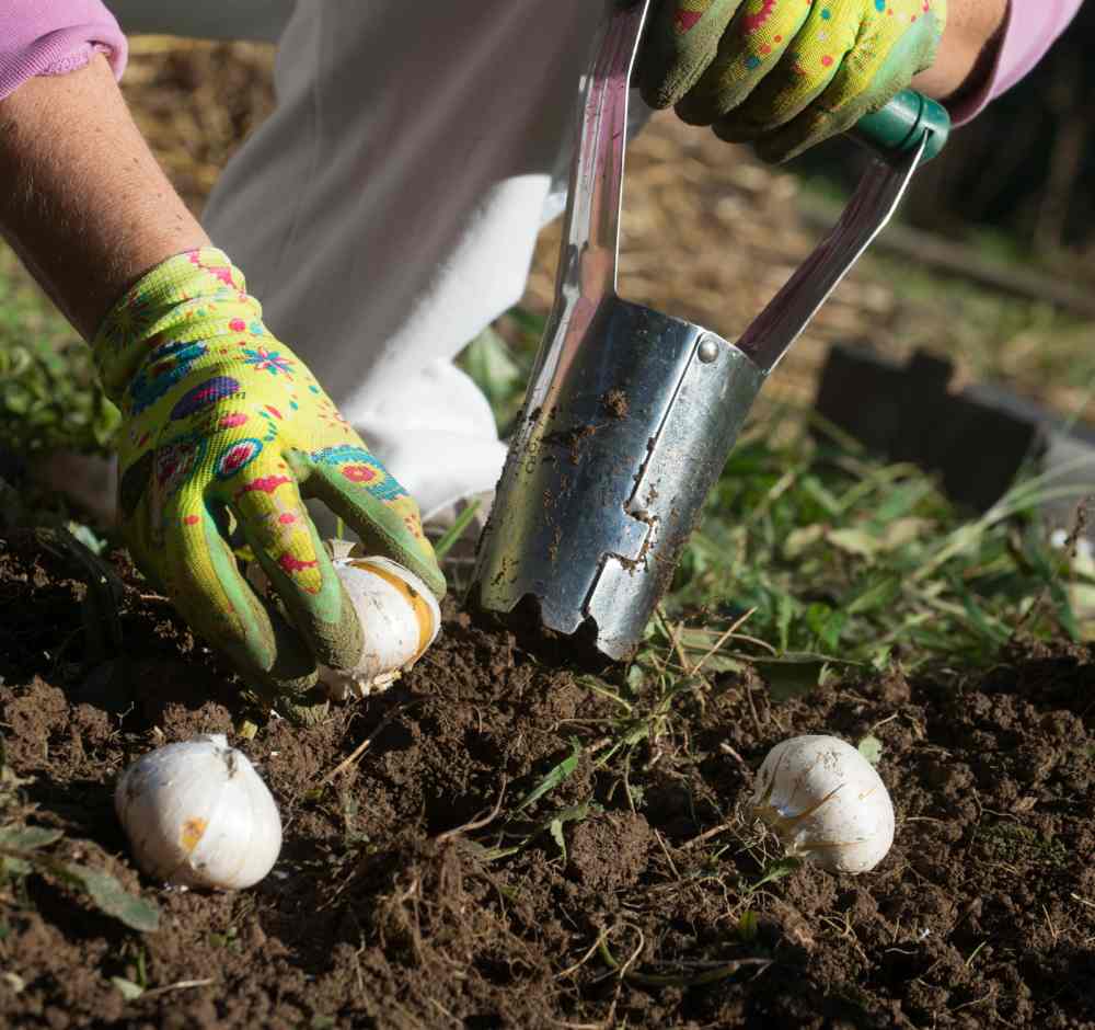 Hands planting bulbs with a bulb planter.
