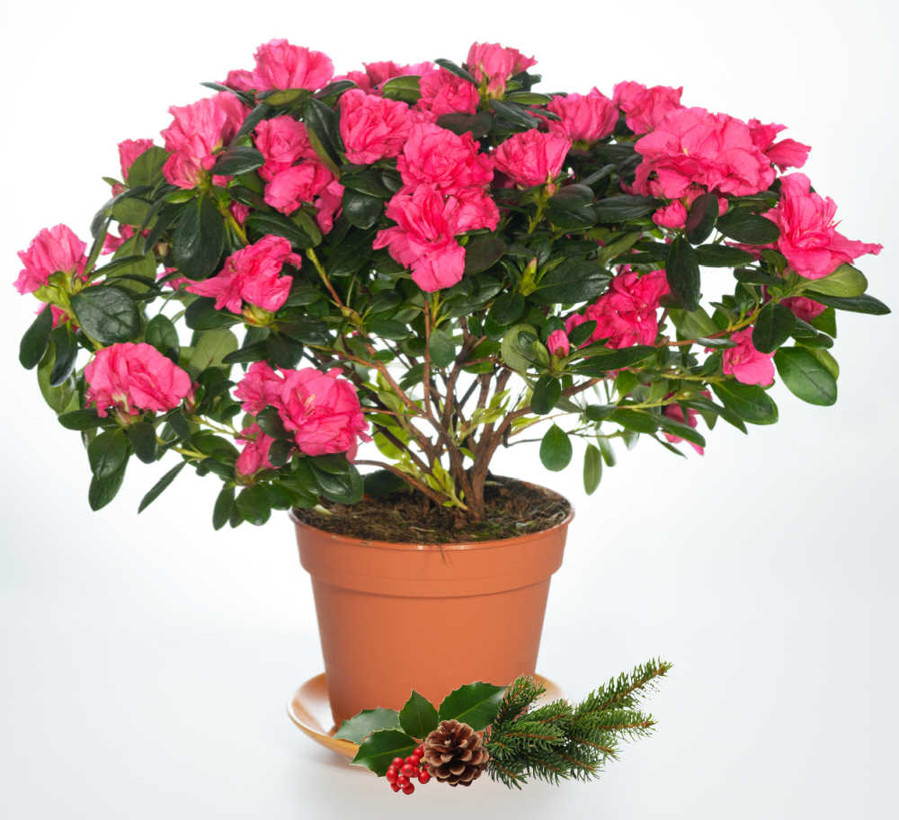 Rhododendron simsii - Christmas cheer azalea in a pot with holly.