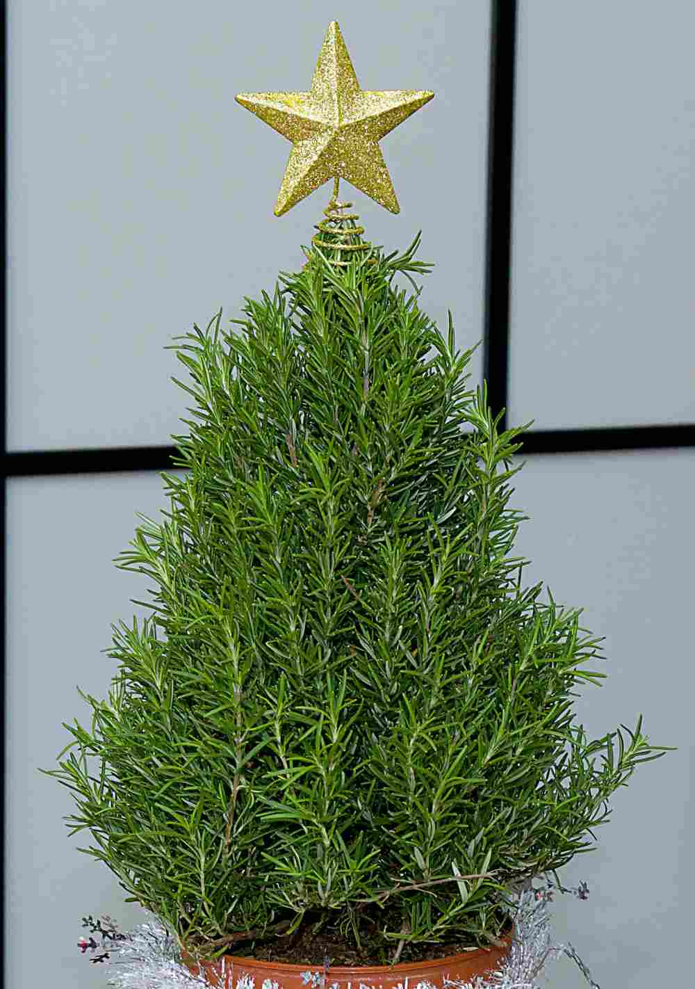 Rosemary plant shaped like a Christmas tree with star on the top.