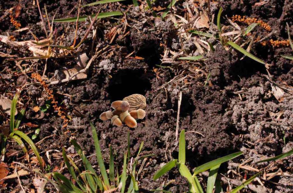 How to Keep Squirrels from Digging up Bulbs + 18 Squirrel Resistant Bulbs